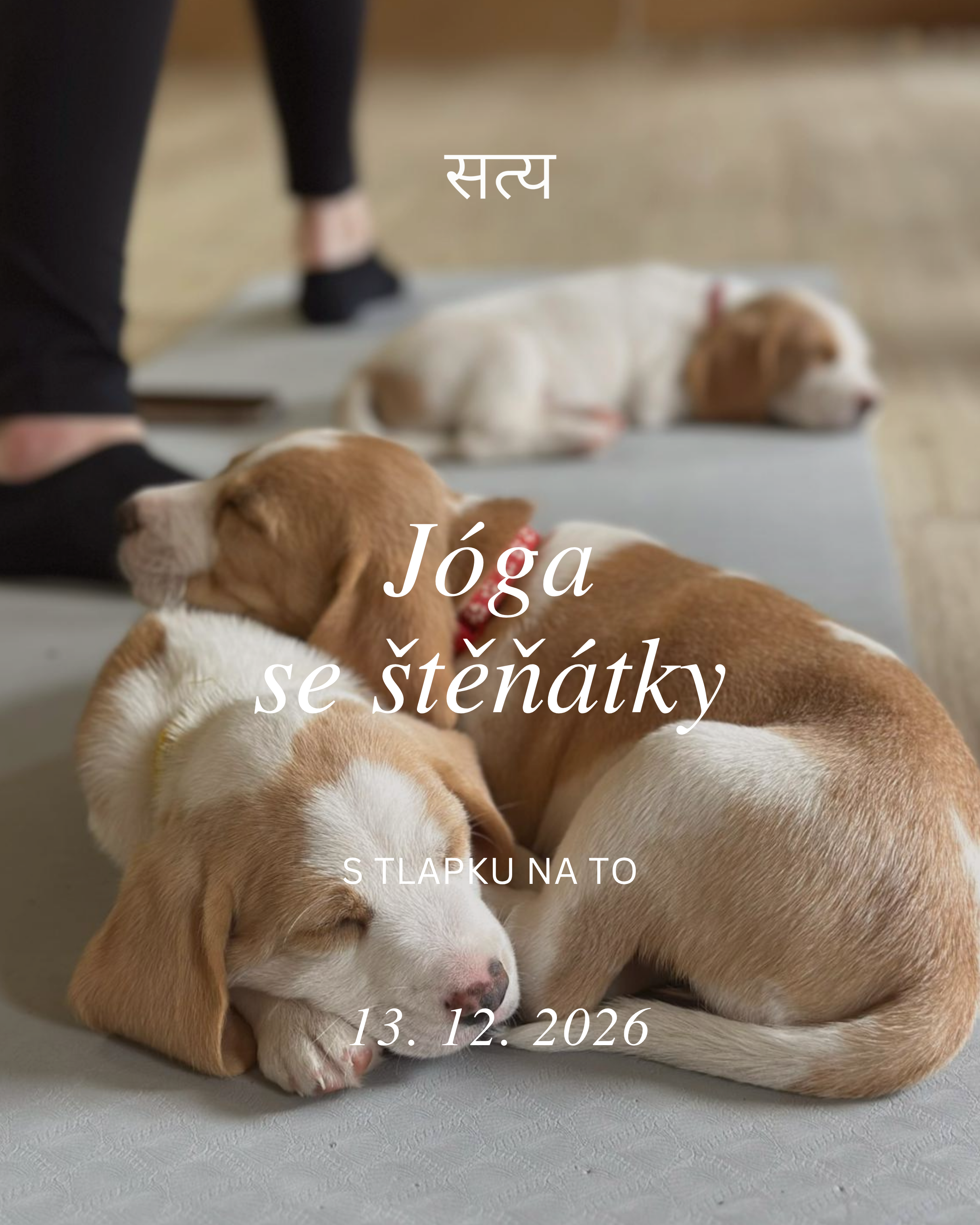 Jóga se štěňátky - pet terapie