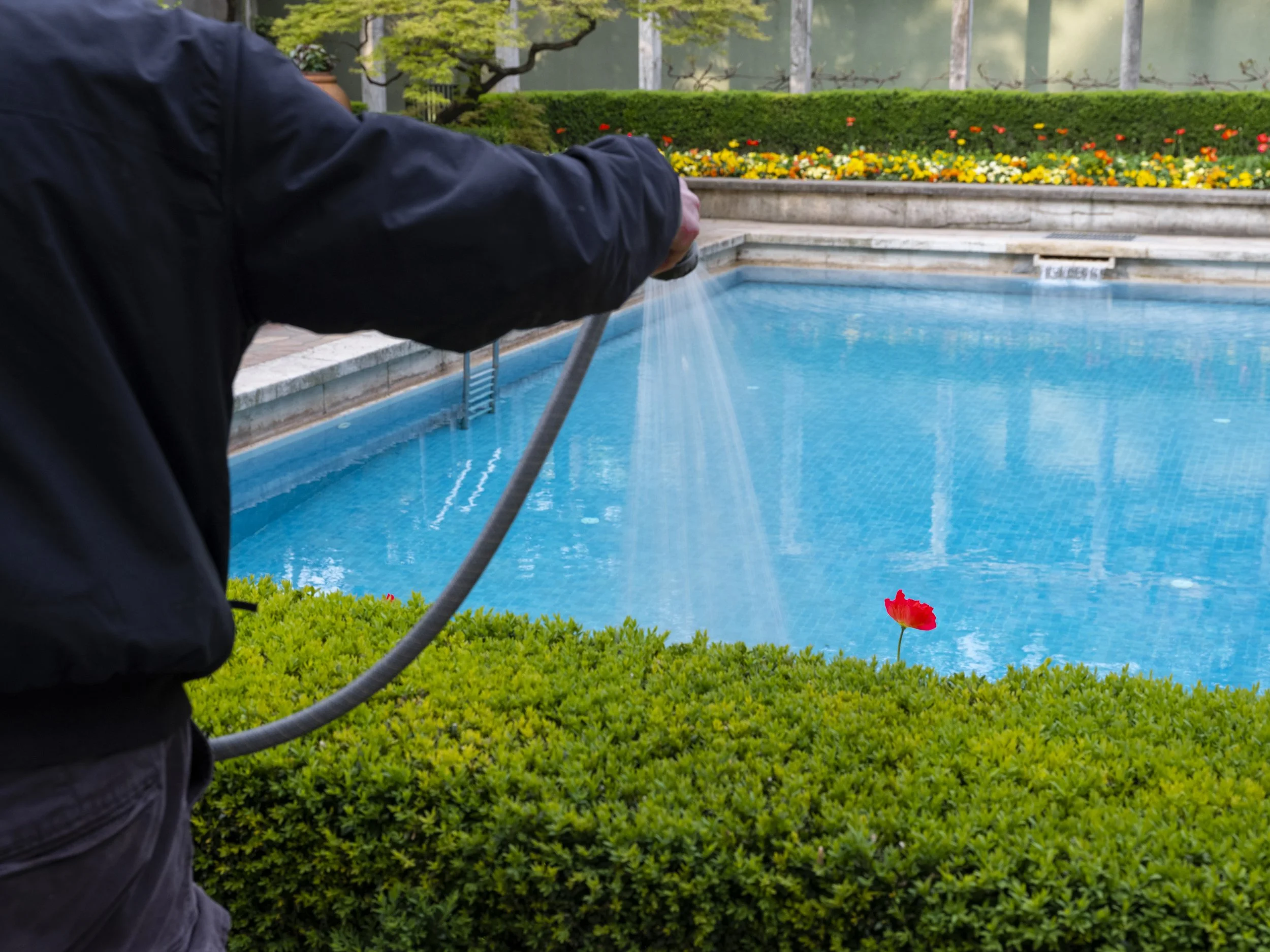 Person wearing a black jacket watering a small red flower near a swimming pool with colorful flowers and green bushes in the background.