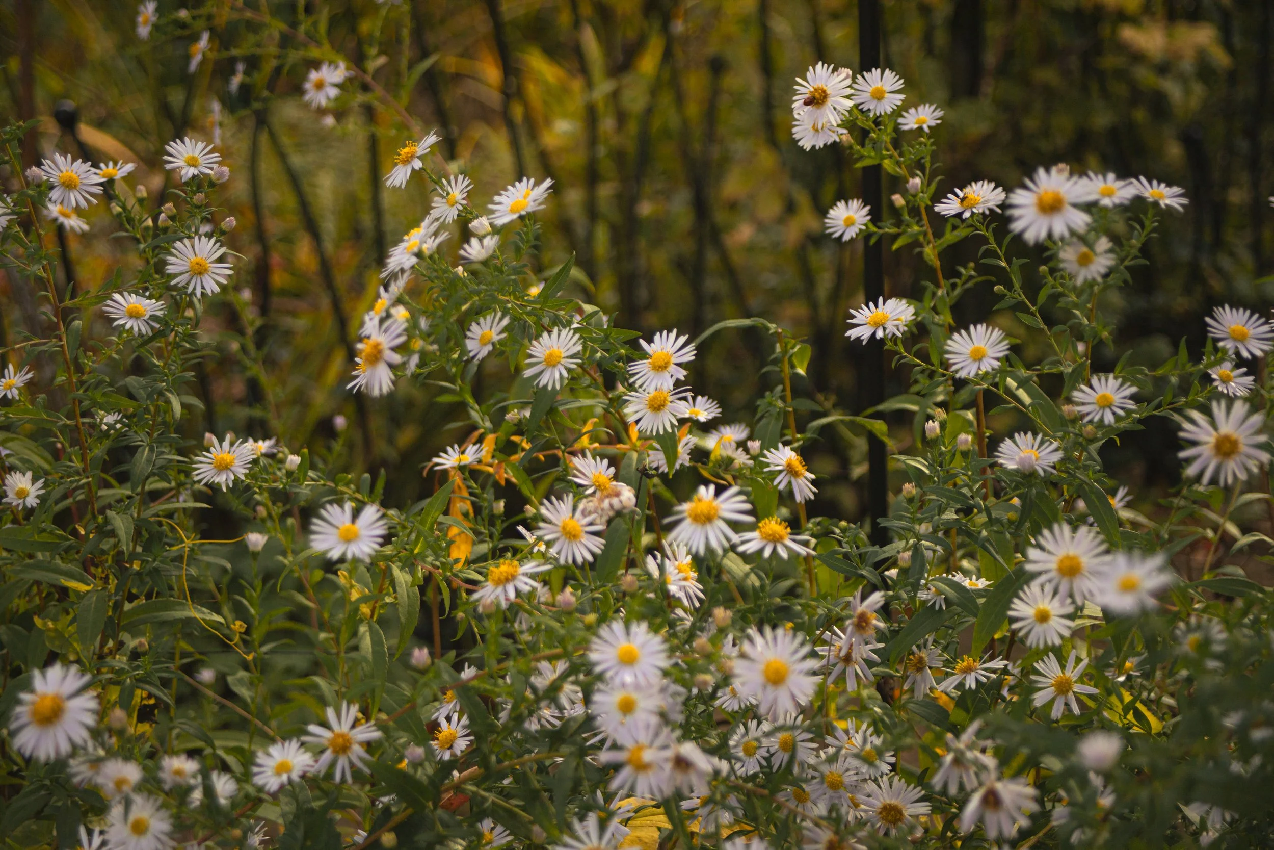 Mindful Photography Workshop (Spring)