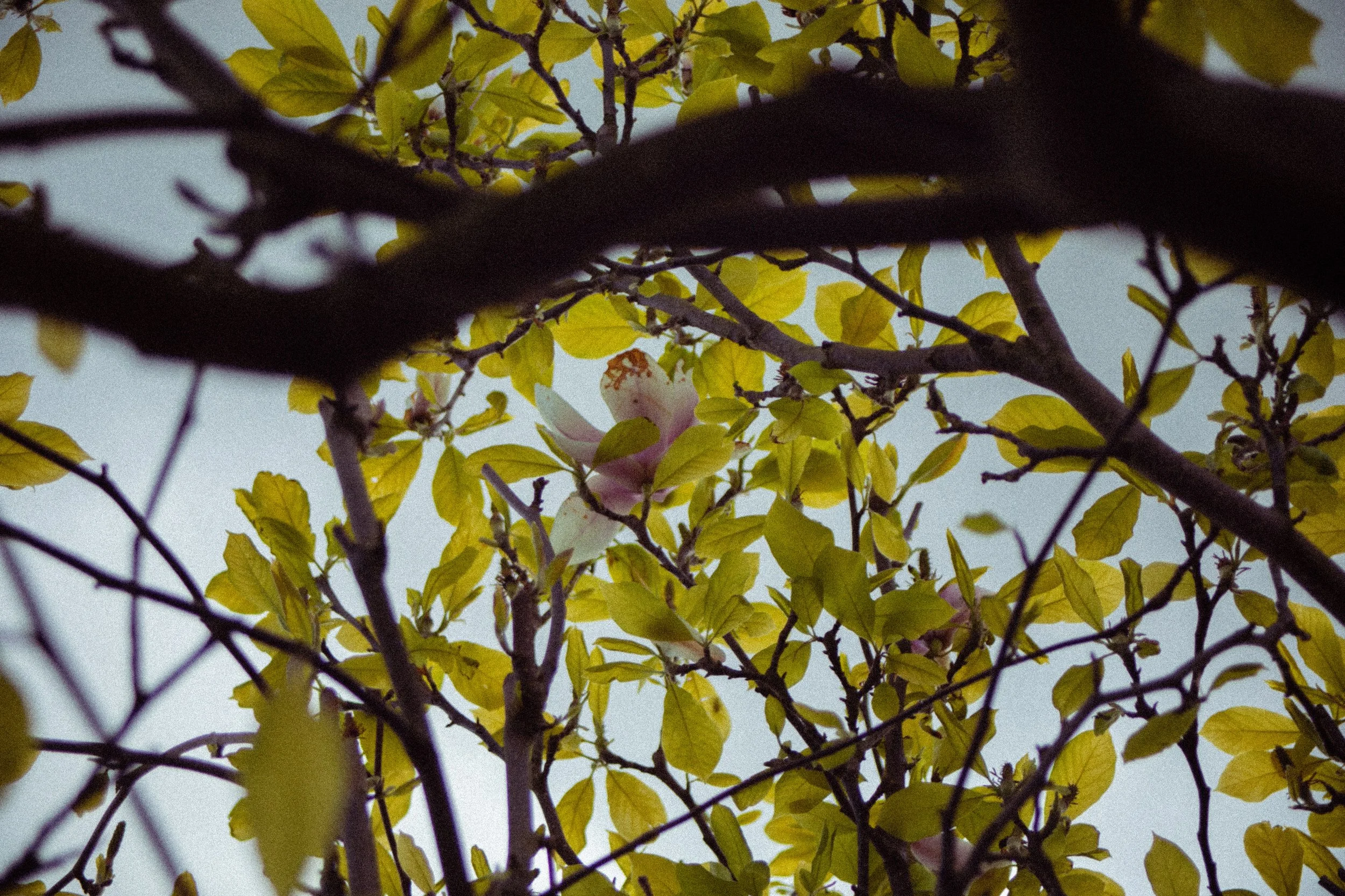 Nanny_s Tree-57.jpg