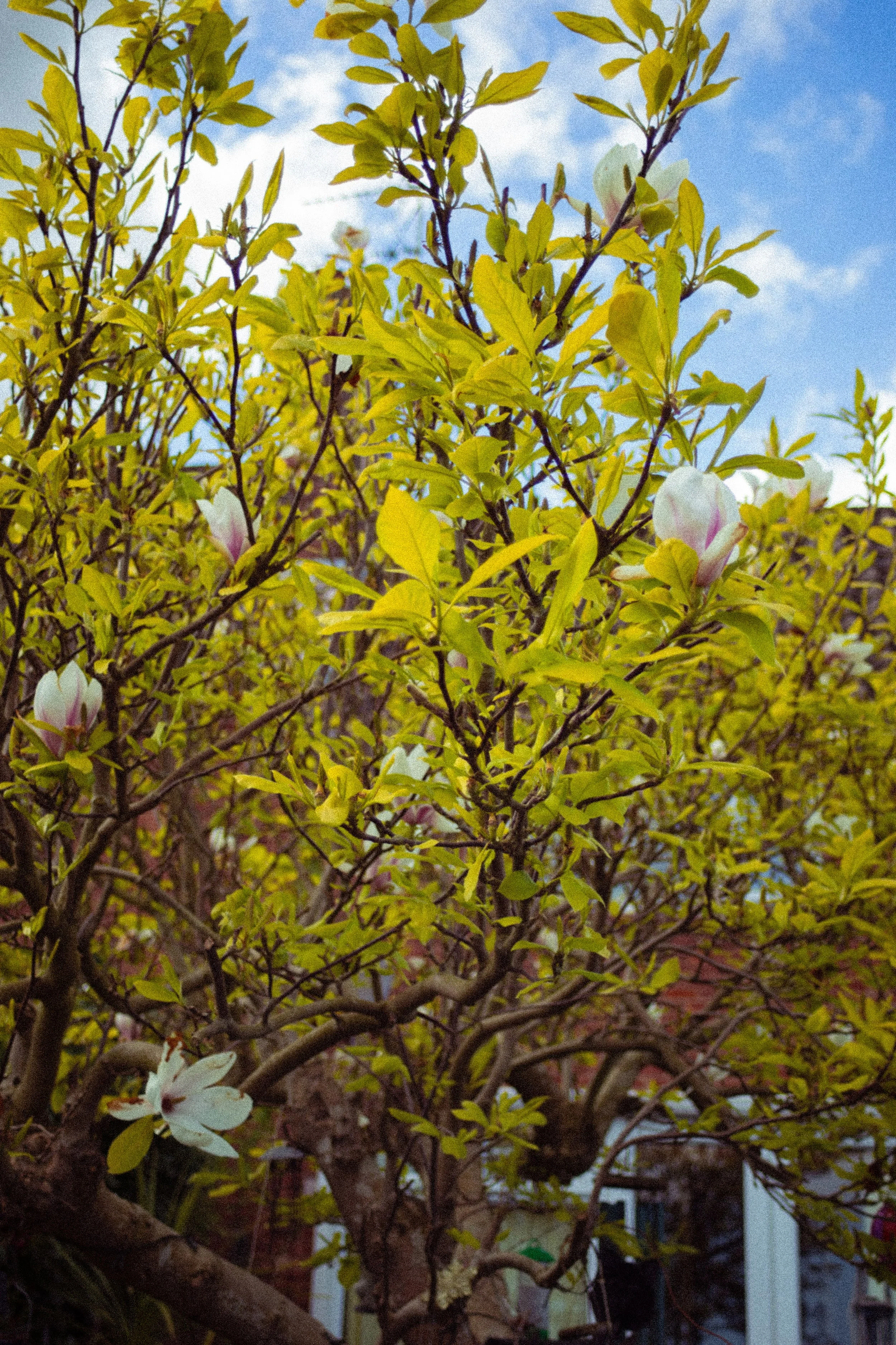 Nanny_s Tree-22.jpg