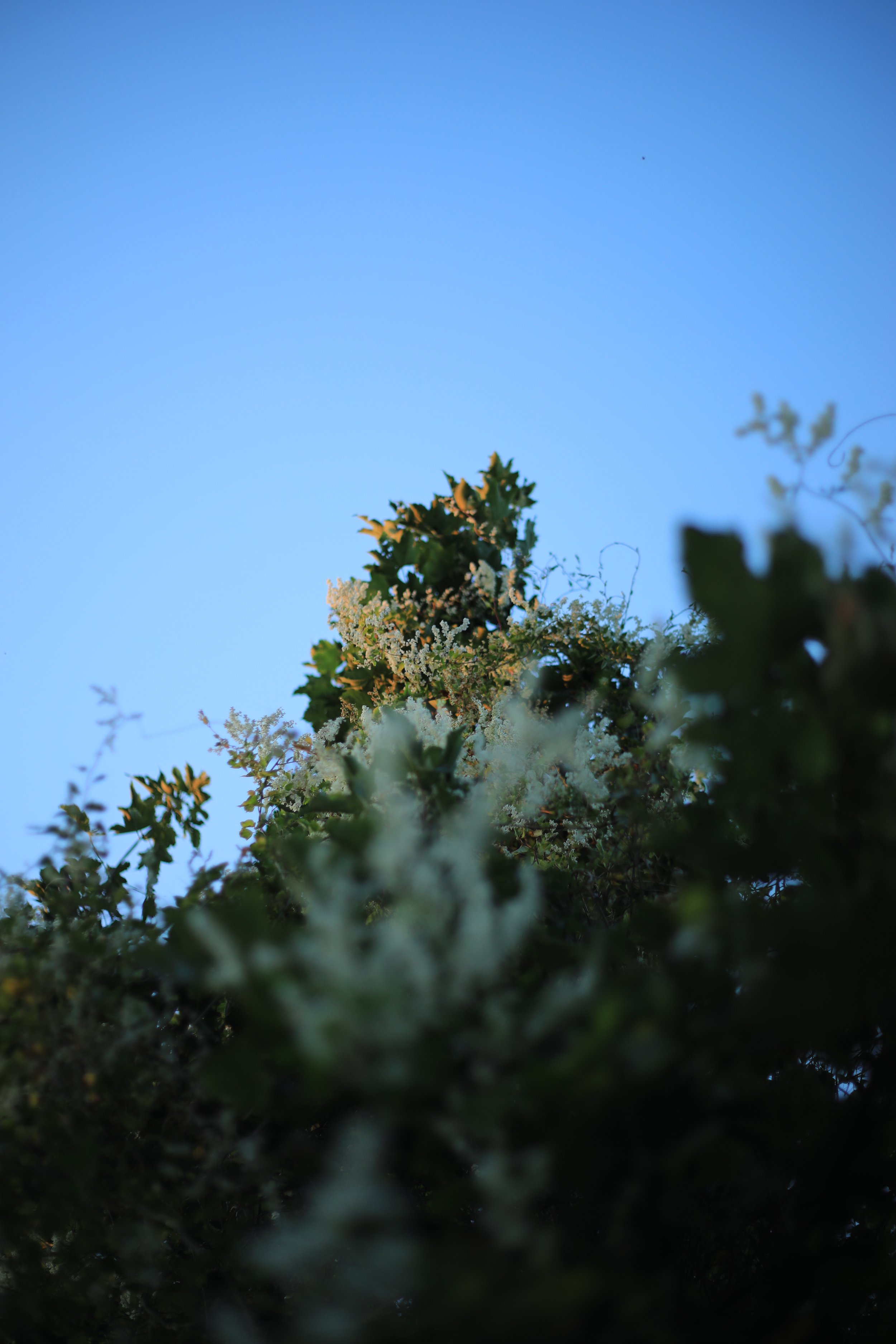 Becky_Demmen-Sewell_Against a blue sky_2025_Photography_4480x6720.JPG