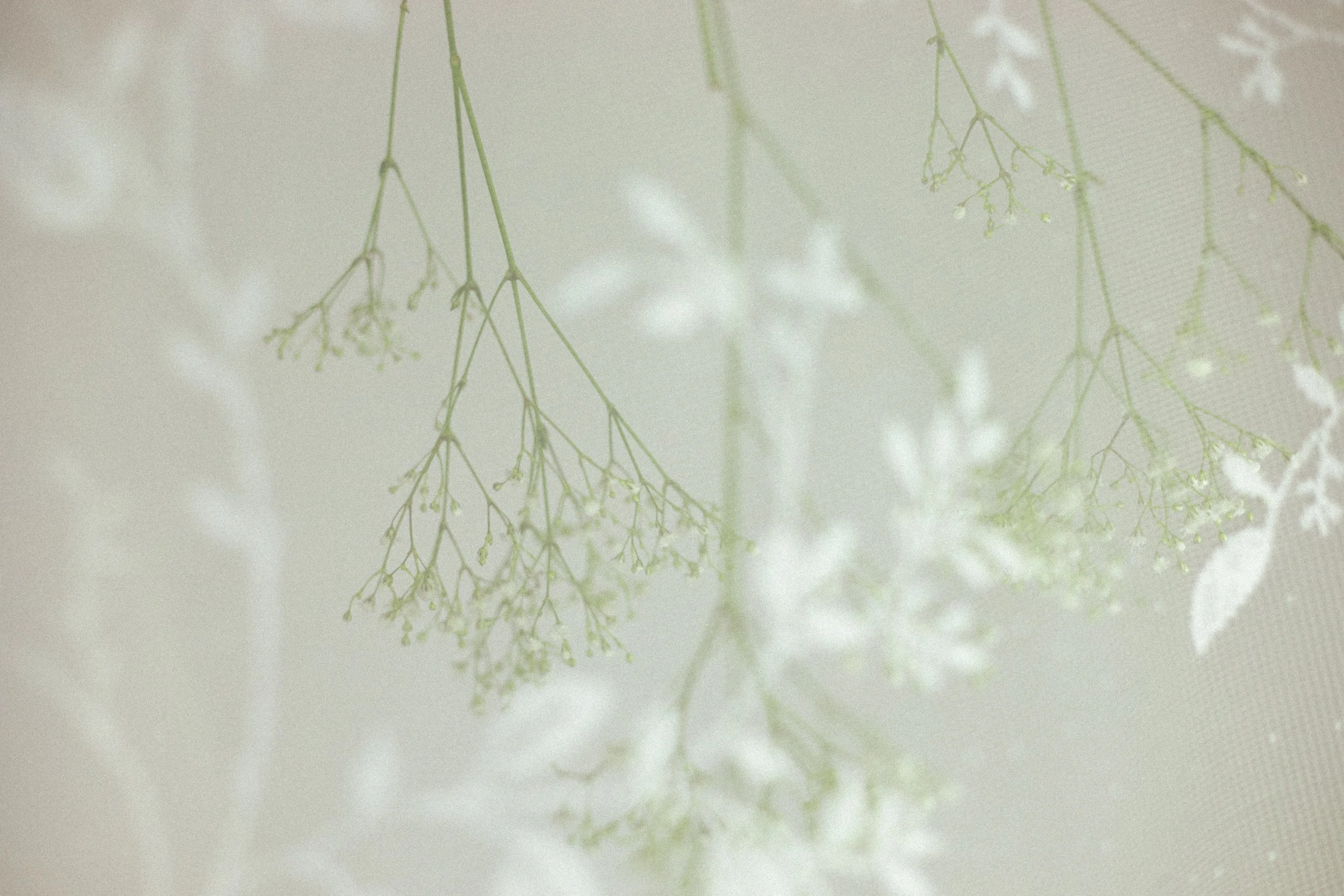 Loss In Spring
