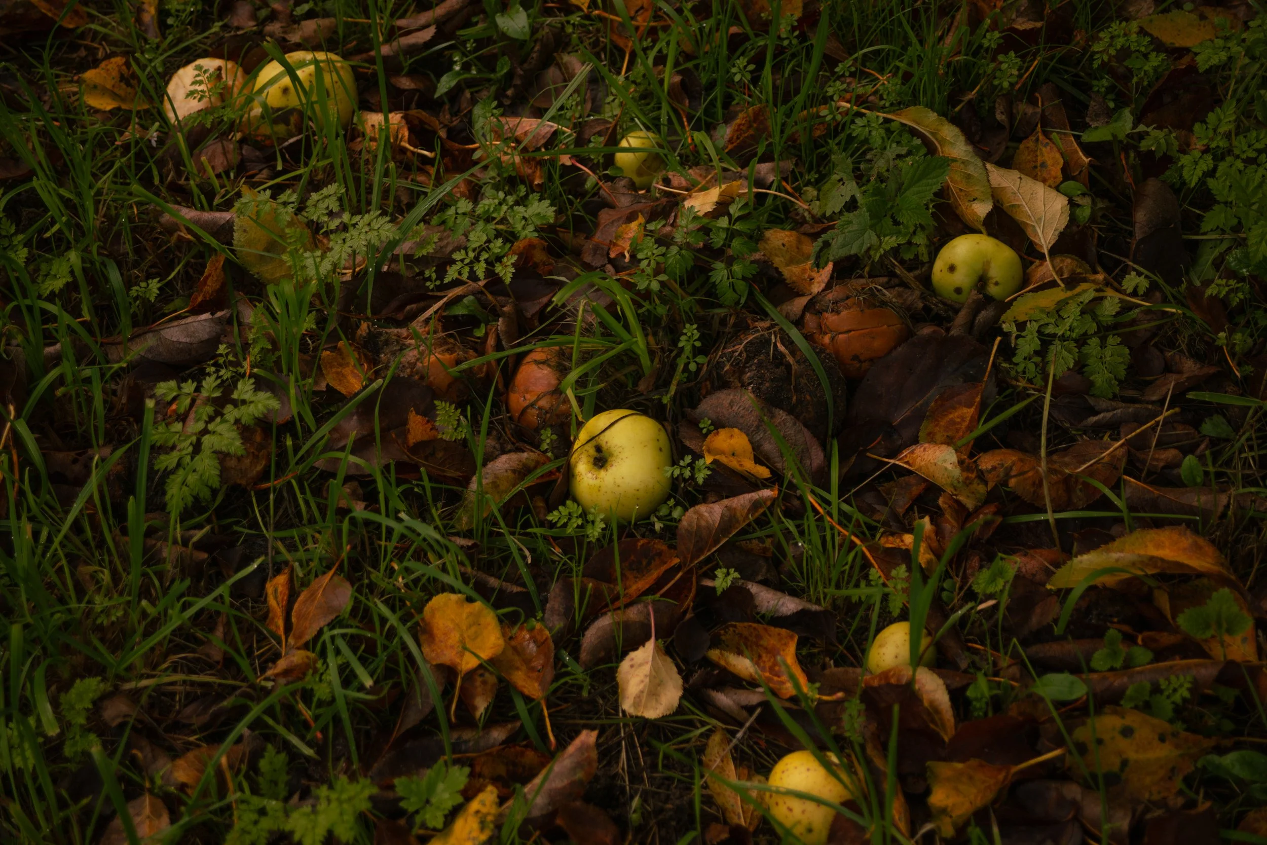 Autumn 2