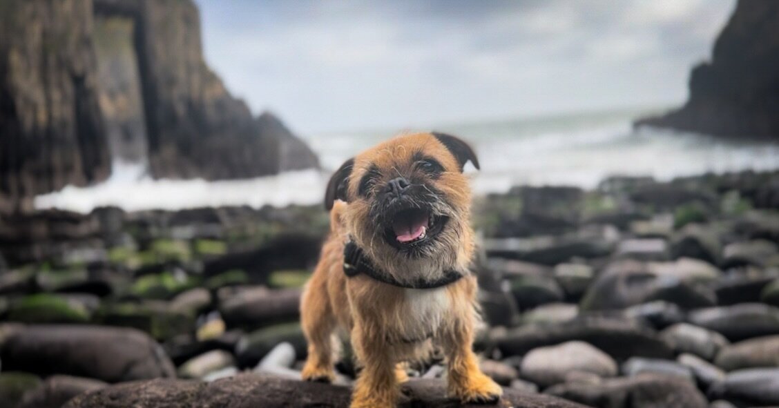 Exploring the rugged beauty of Church Door Cove, with our little beach buddy 🐾 🌊 #churchdoorcove #skrinklehaven #pembrokeshire #explorepembrokeshire #visitpembrokeshire #visitwales