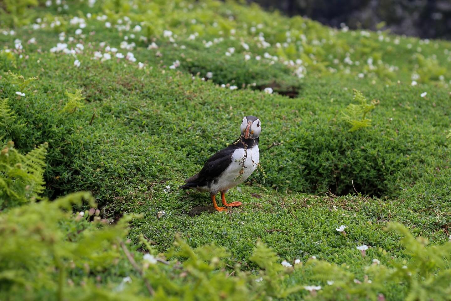 Officially the cutest birds in existence, I could&rsquo;ve easily watched them all day! Thank you @_pembrokeshireislands for the most incredible experience. #skomerisland #skomerpuffin #pembrokeshirecoast #visitpembrokeshire