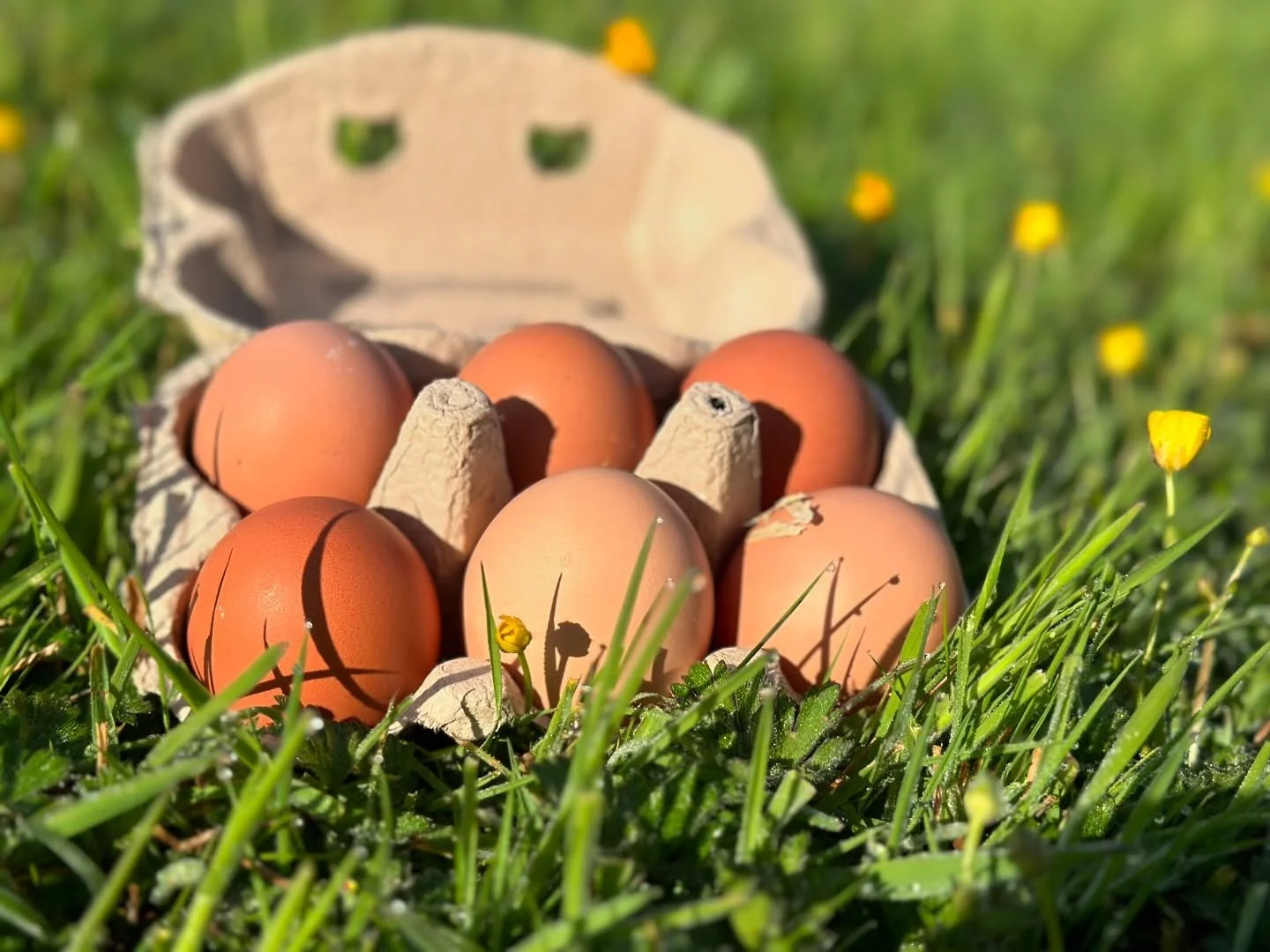 Fresh eggs heading into the honesty shop 🐓🥚