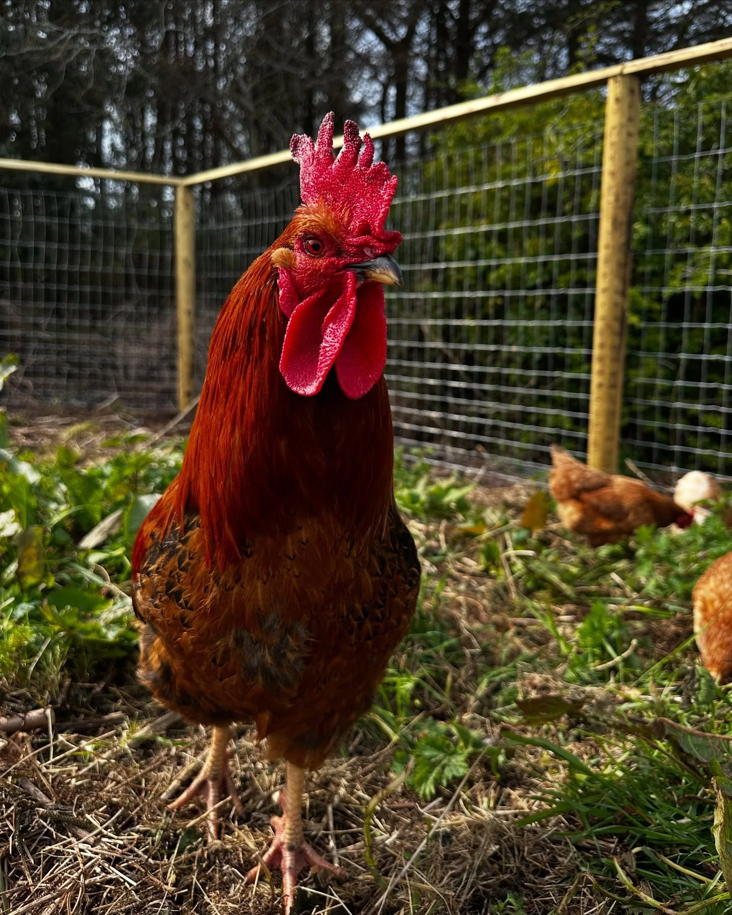 The girls and their fellas have loved exploring their new run in the sun this week ☀️🐓