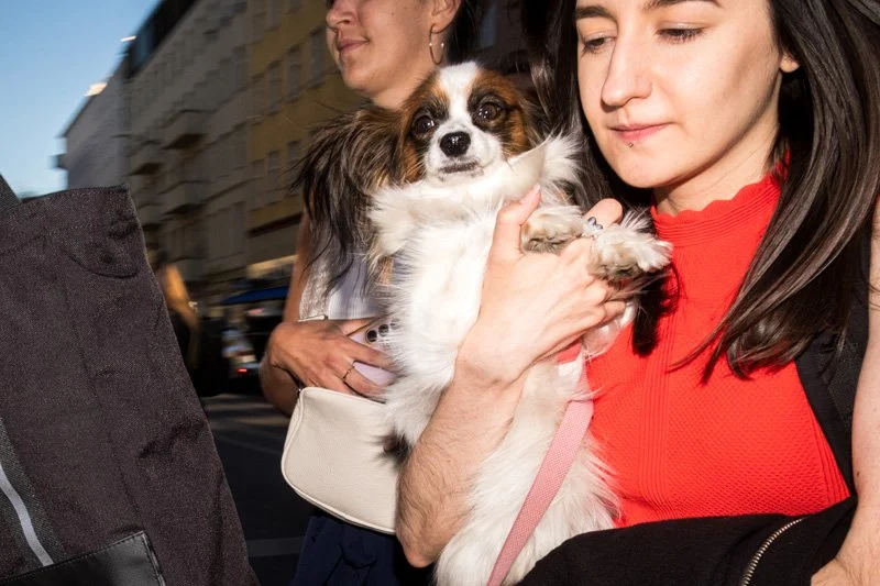 Dogs being carried00023.jpg
