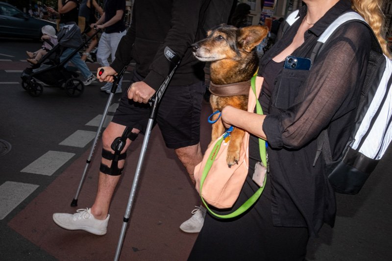 Dogs being carried00039.jpg