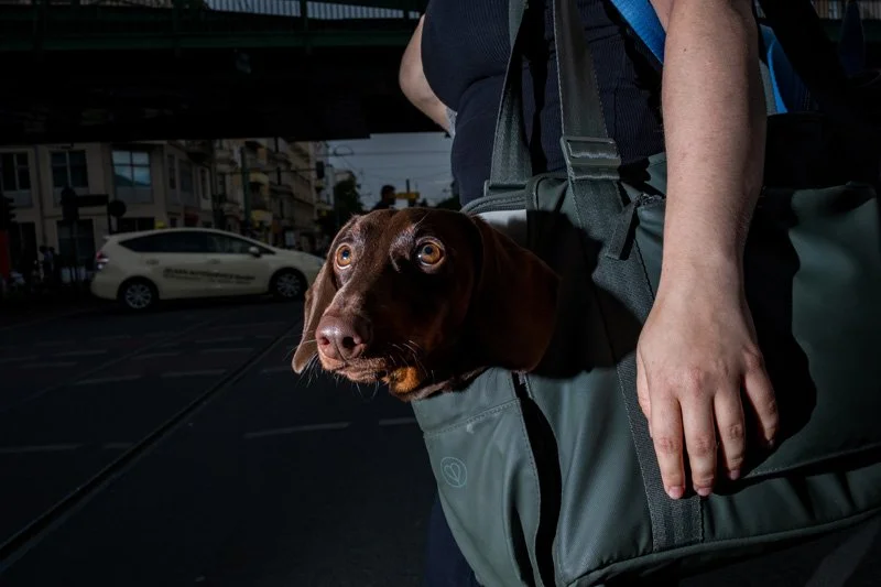 Dogs being carried00031.jpg