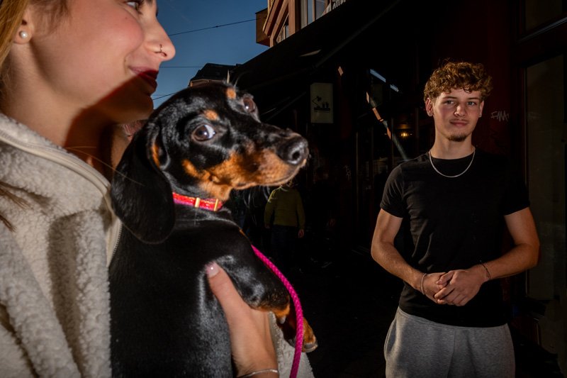 Dogs being carried
