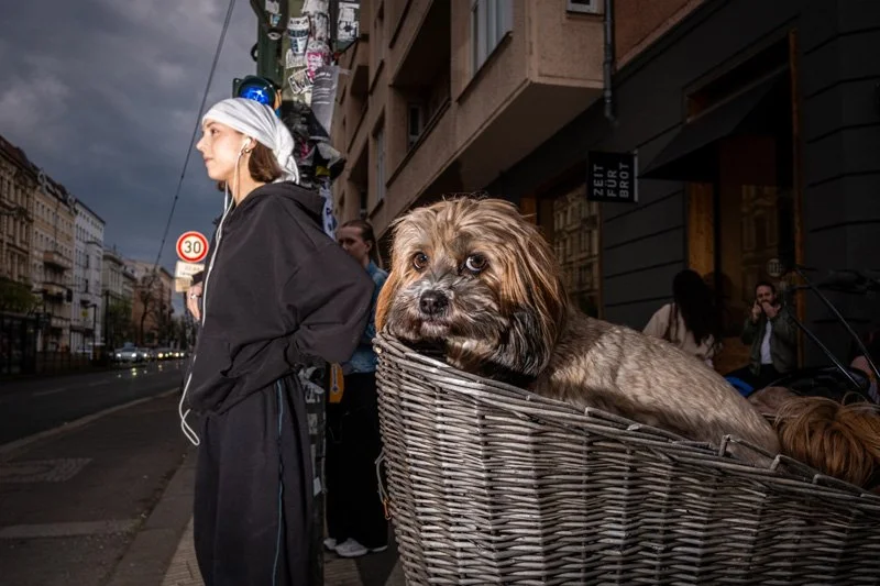 Dogs being carried00021.jpg