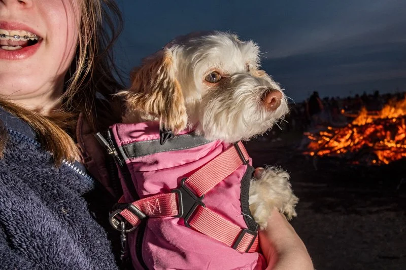 Dogs being carried00015.jpg