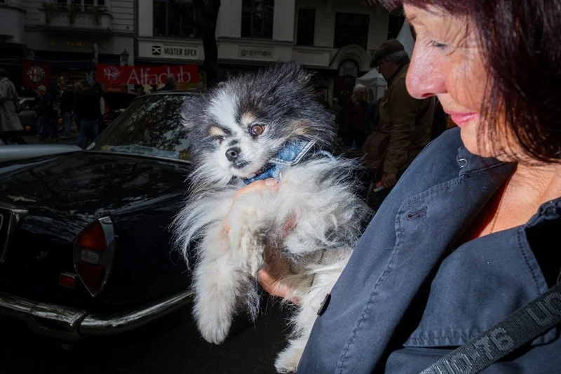 Dogs being carried00029.jpg