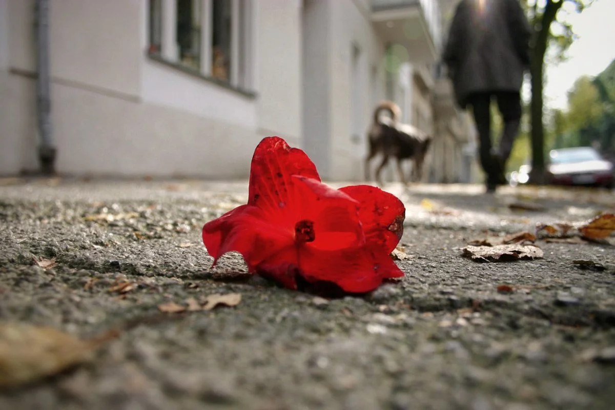 IMG_9997.jpg