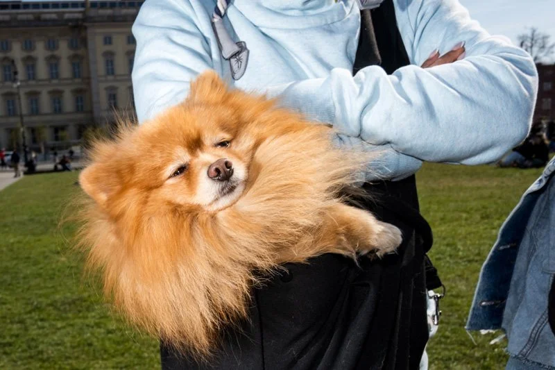 Dogs being carried00017.jpg