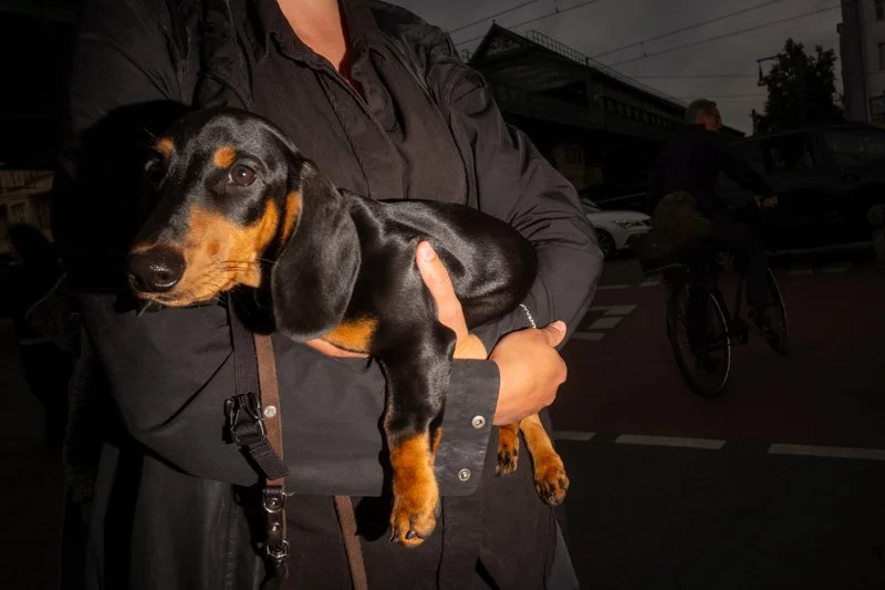 Dogs being carried00047.jpg