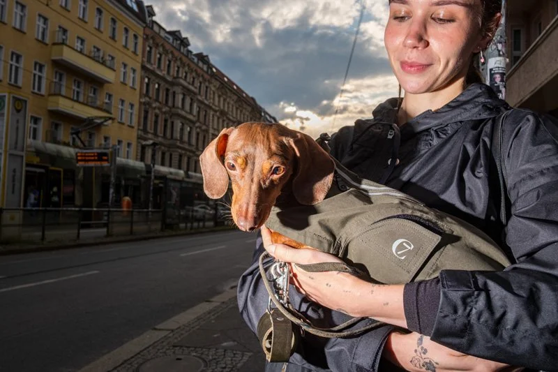 Dogs being carried00005.jpg