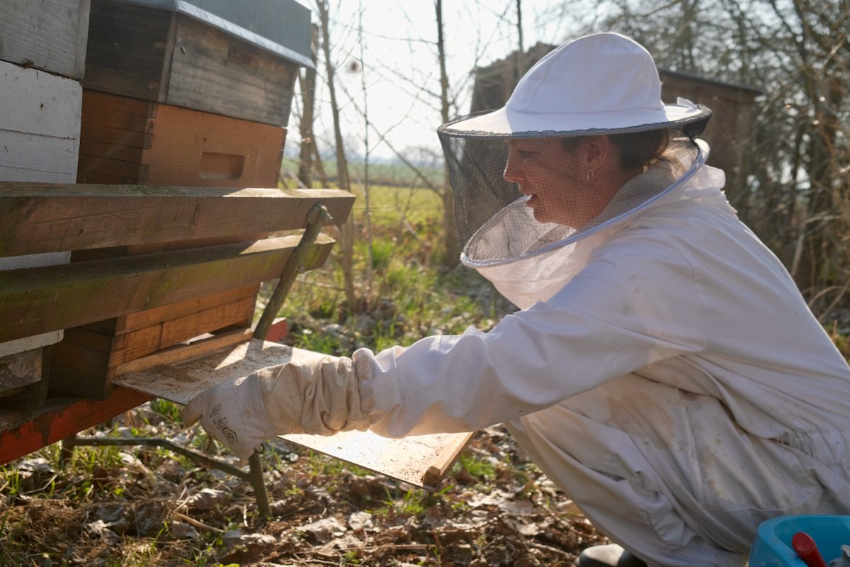 Bees web.jpg