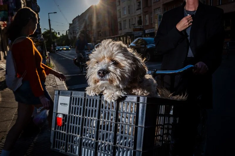 Dogs being carried00041.jpg