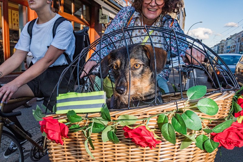 Dogs being carried00055.jpg