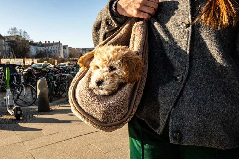 Dogs being carried00029.jpg