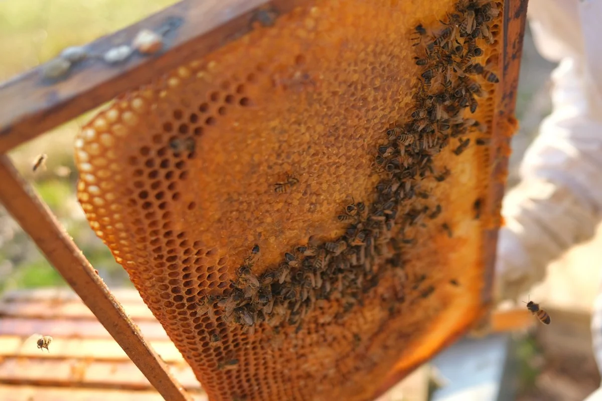 Bees web-5 4.JPG