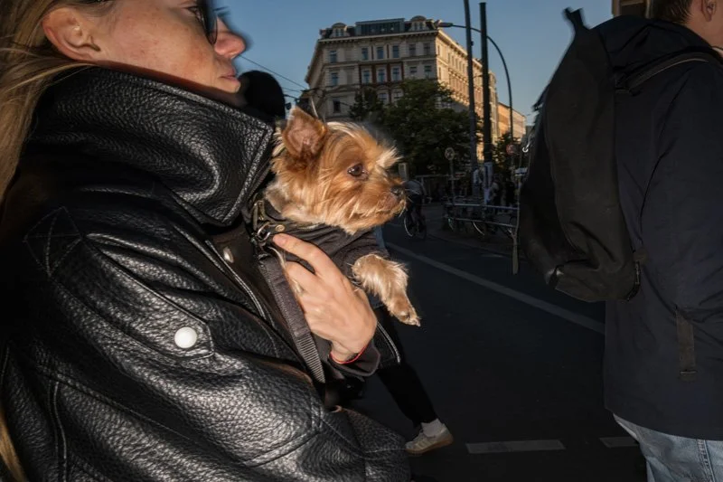 Dogs being carried00025.jpg