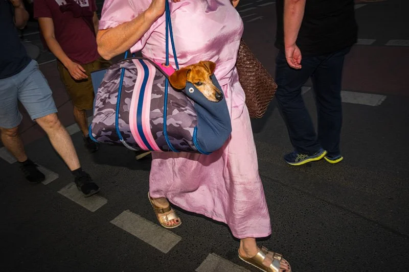 Dogs being carried00045.jpg