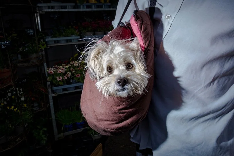 Dogs being carried00033.jpg