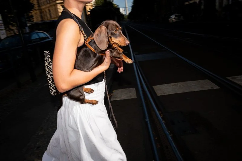 Dogs being carried00048.jpg