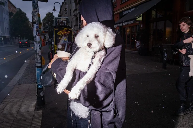 Dogs being carried00043.jpg