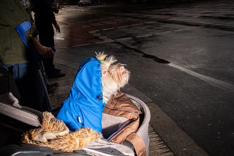 Dogs being carried00035.jpg