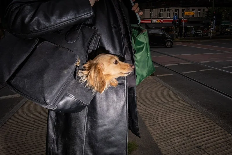 Dogs being carried00050.jpg