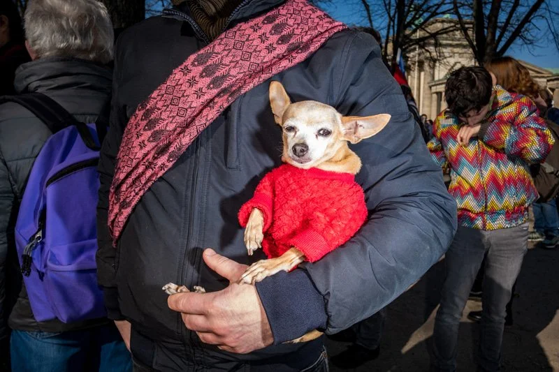 Dogs being carried00007.jpg
