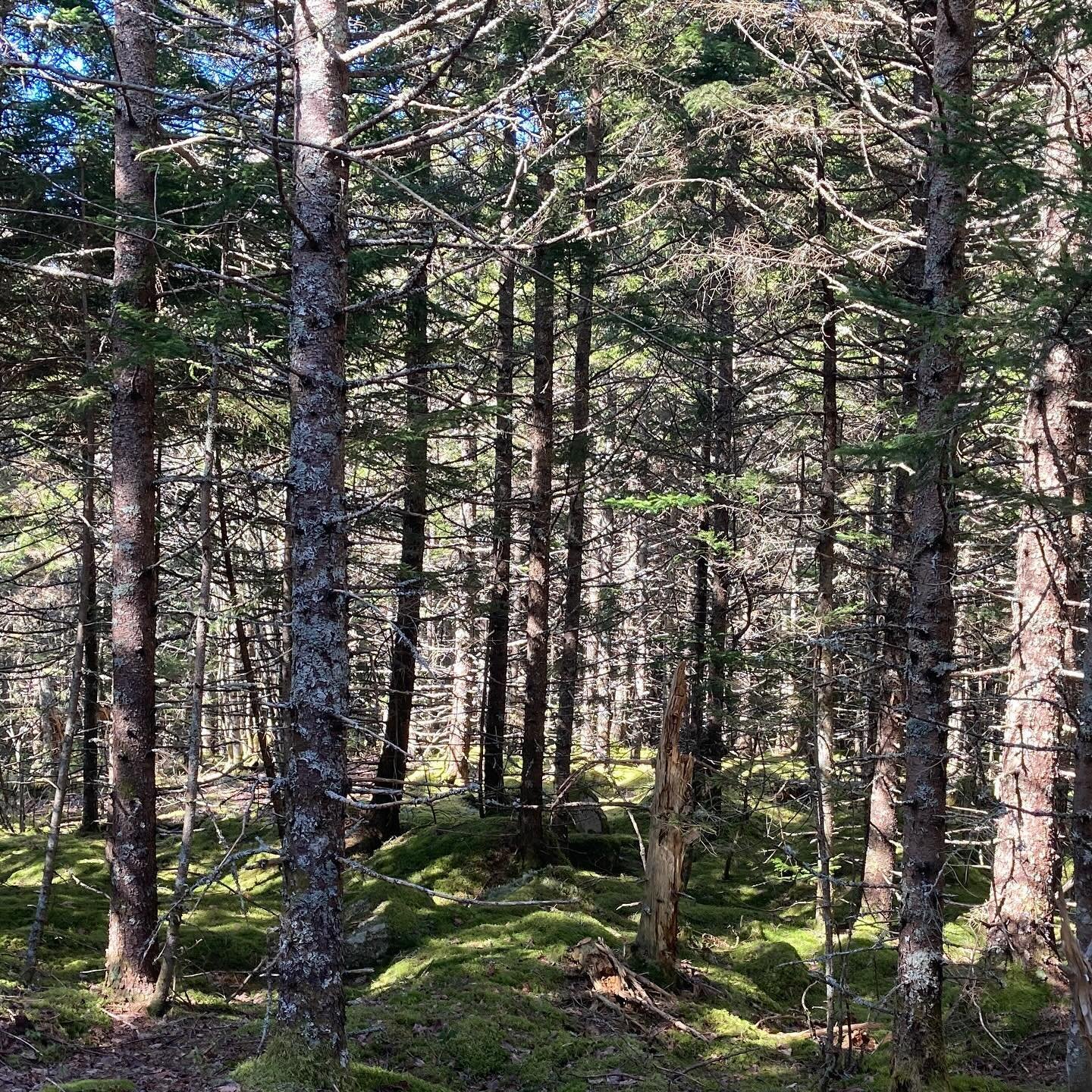 View from the throne! The magnificent setting of the toilet rigged up at Lichen Camp on Goldsmith Lake. I spent the day yesterday in the peace of this very old forest which is still standing thanks to the dedication of the folks of @saveouroldforests