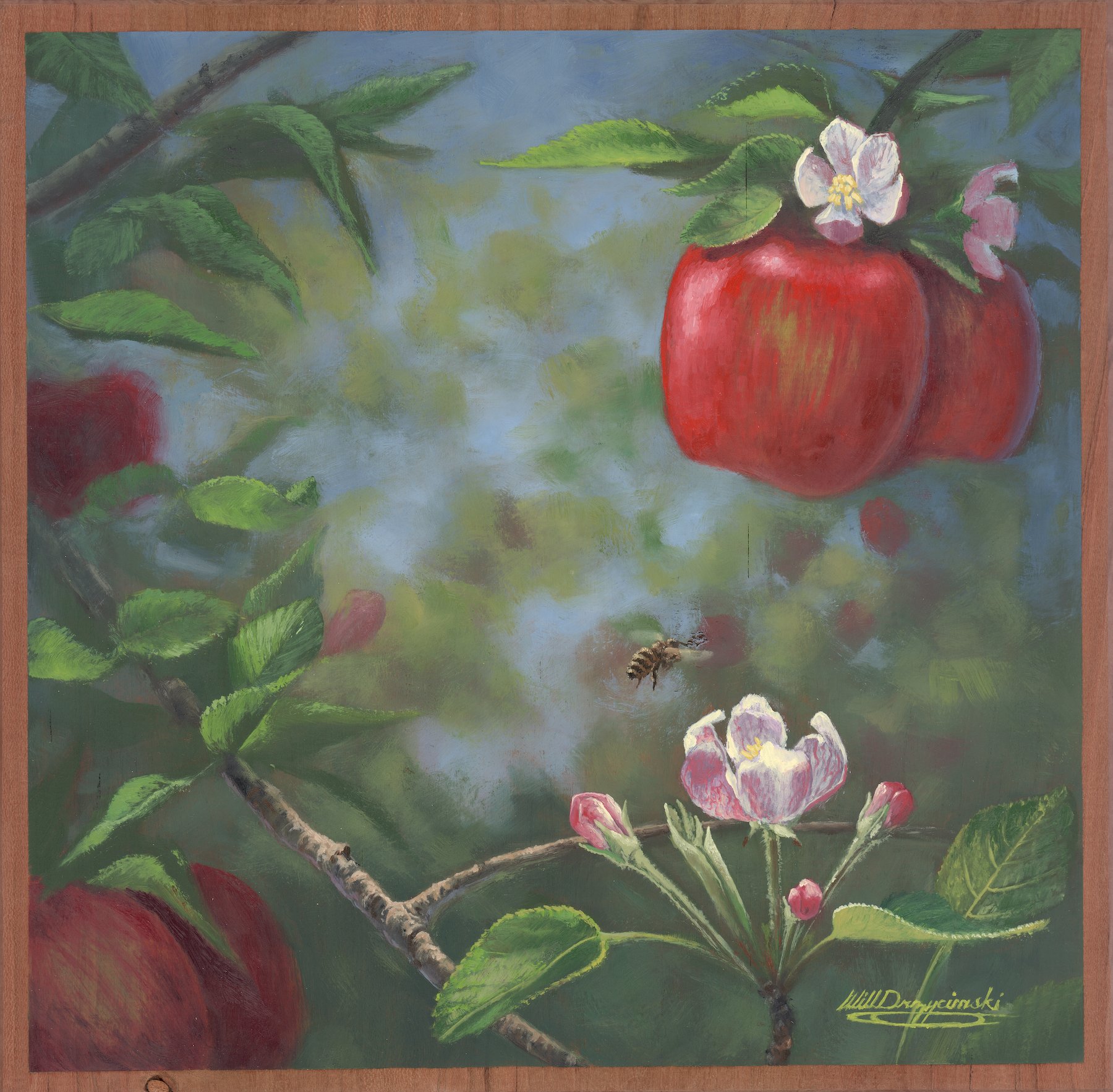 bee buzzes near apple blossom in apple tree red apples