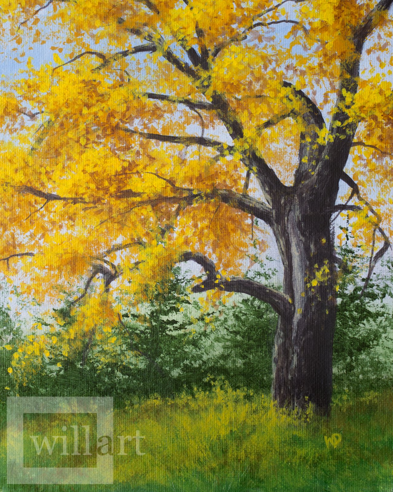 yellow fall tree cedar trees grass