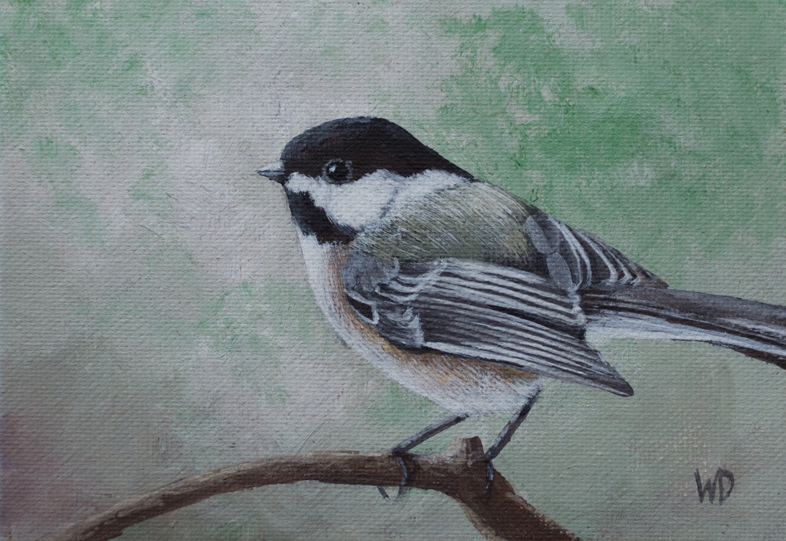 chickadee on curving twig