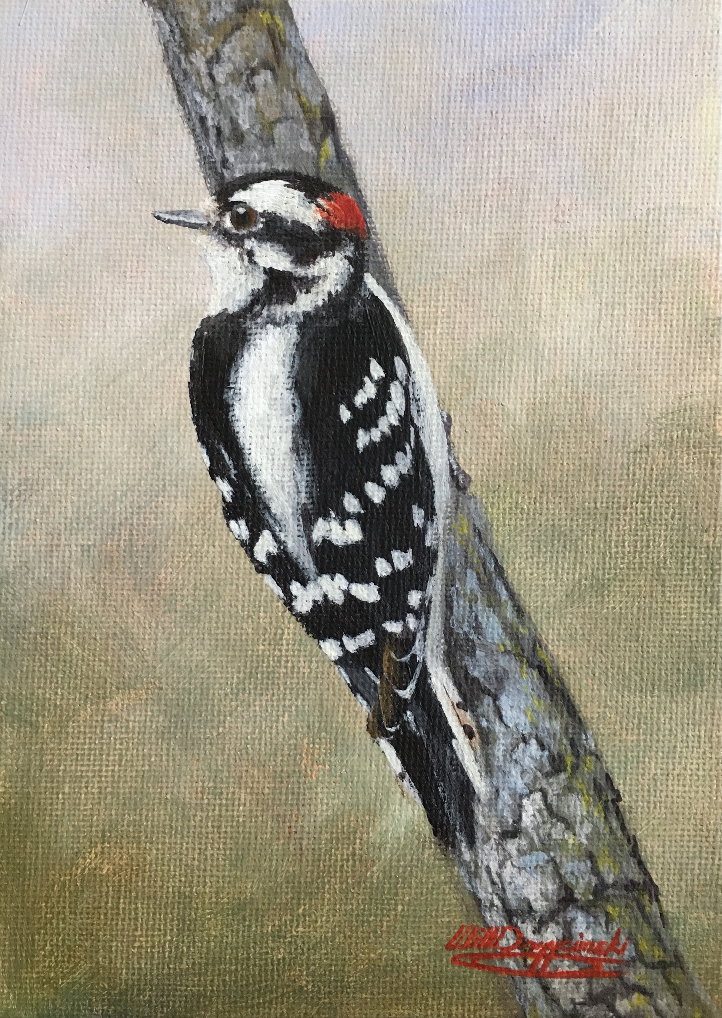 Downy Woodpecker no watermark copy.jpg