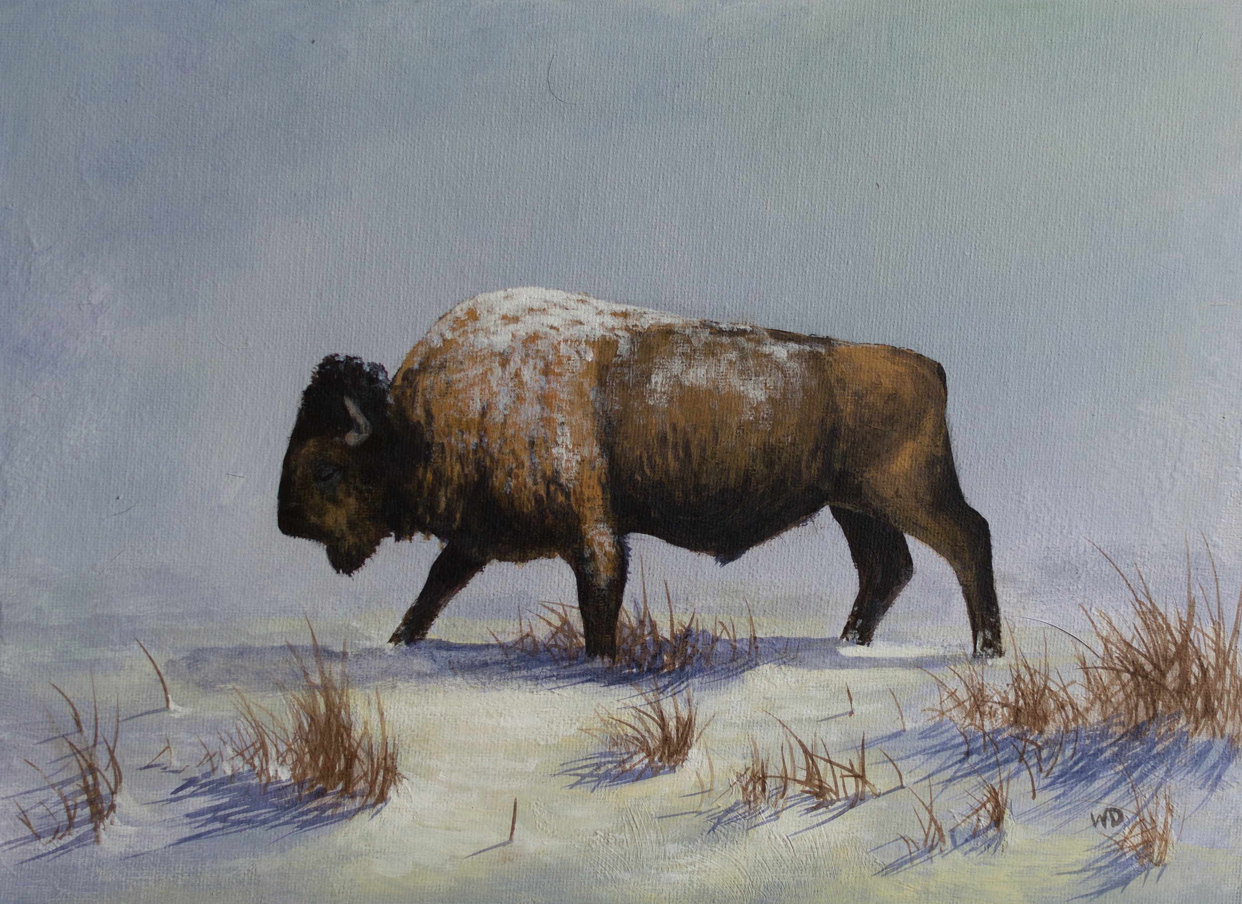 buffalo-full copy.jpg