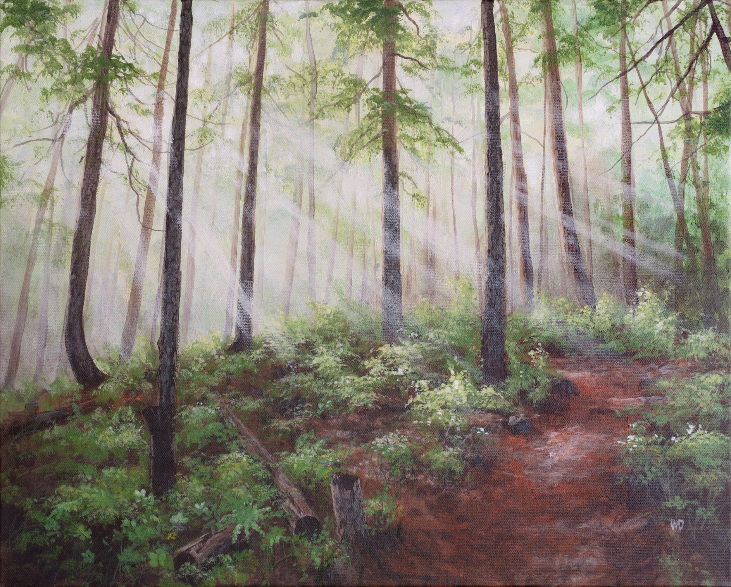 red pine forest path under green trees with ferns sunbeams through trees