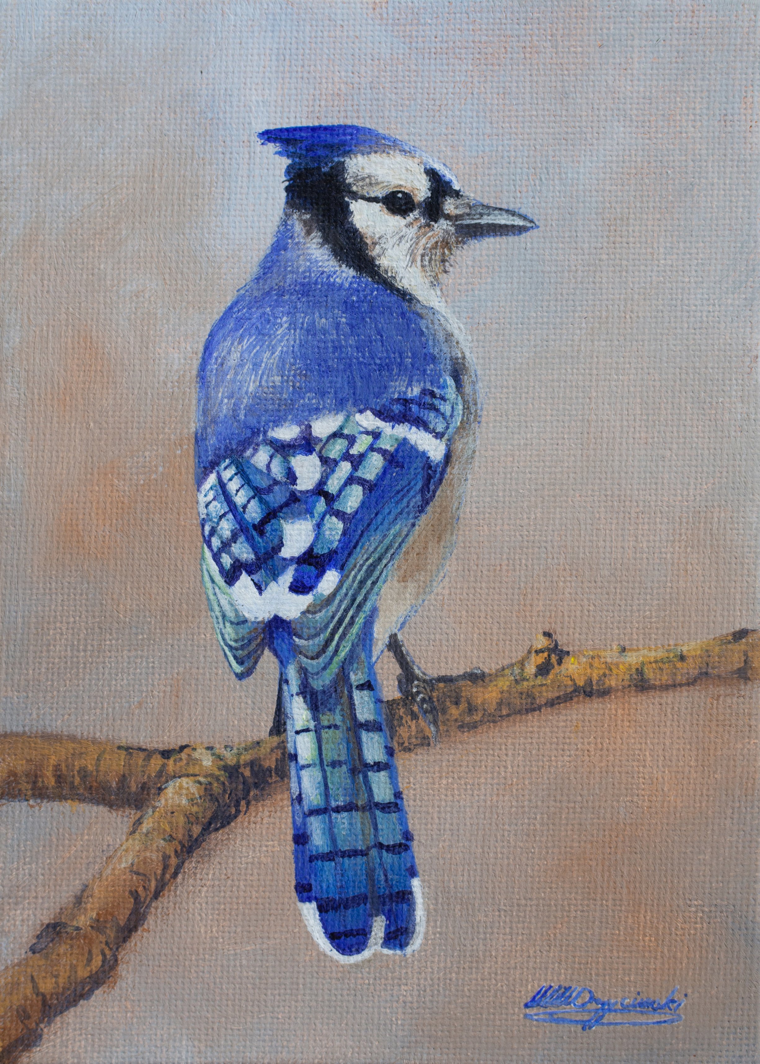 blue jay on branch
