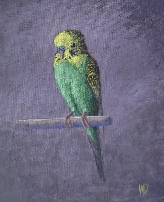 budgie on stick