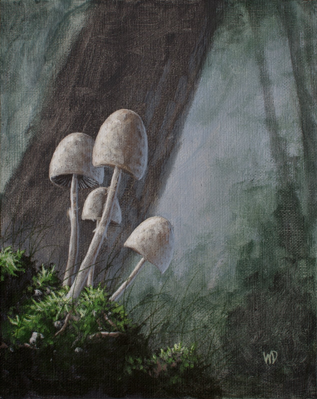small white mushrooms on moss under tall trees