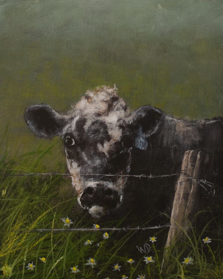 black and white cow resting in grass barbed wire fence