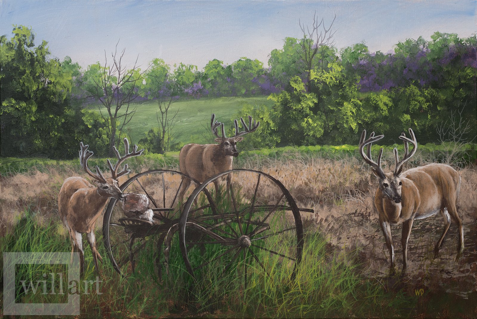 deer in field around an antique farm implement licking salt