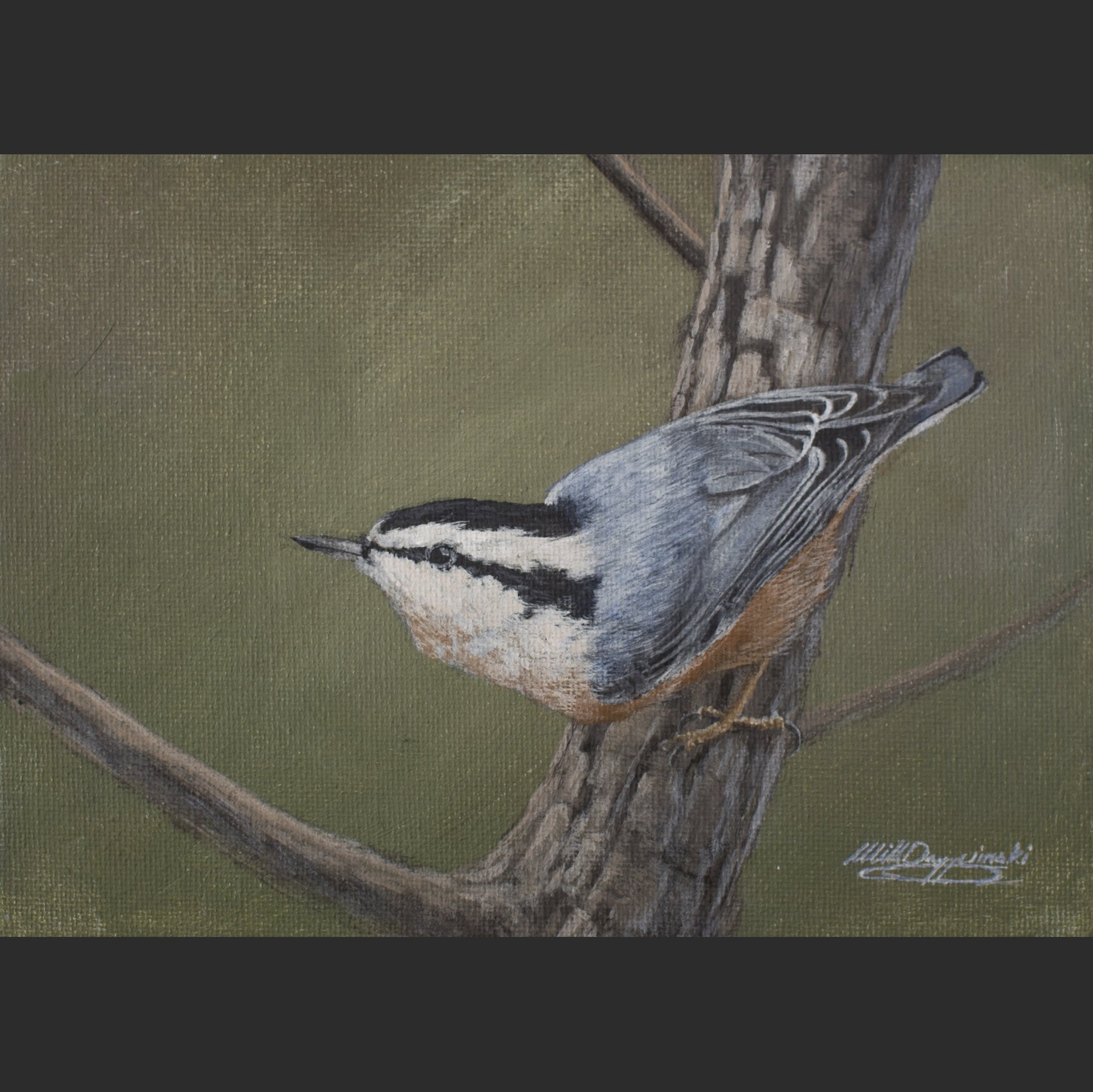 Red Breasted Nuthatch Square.jpg