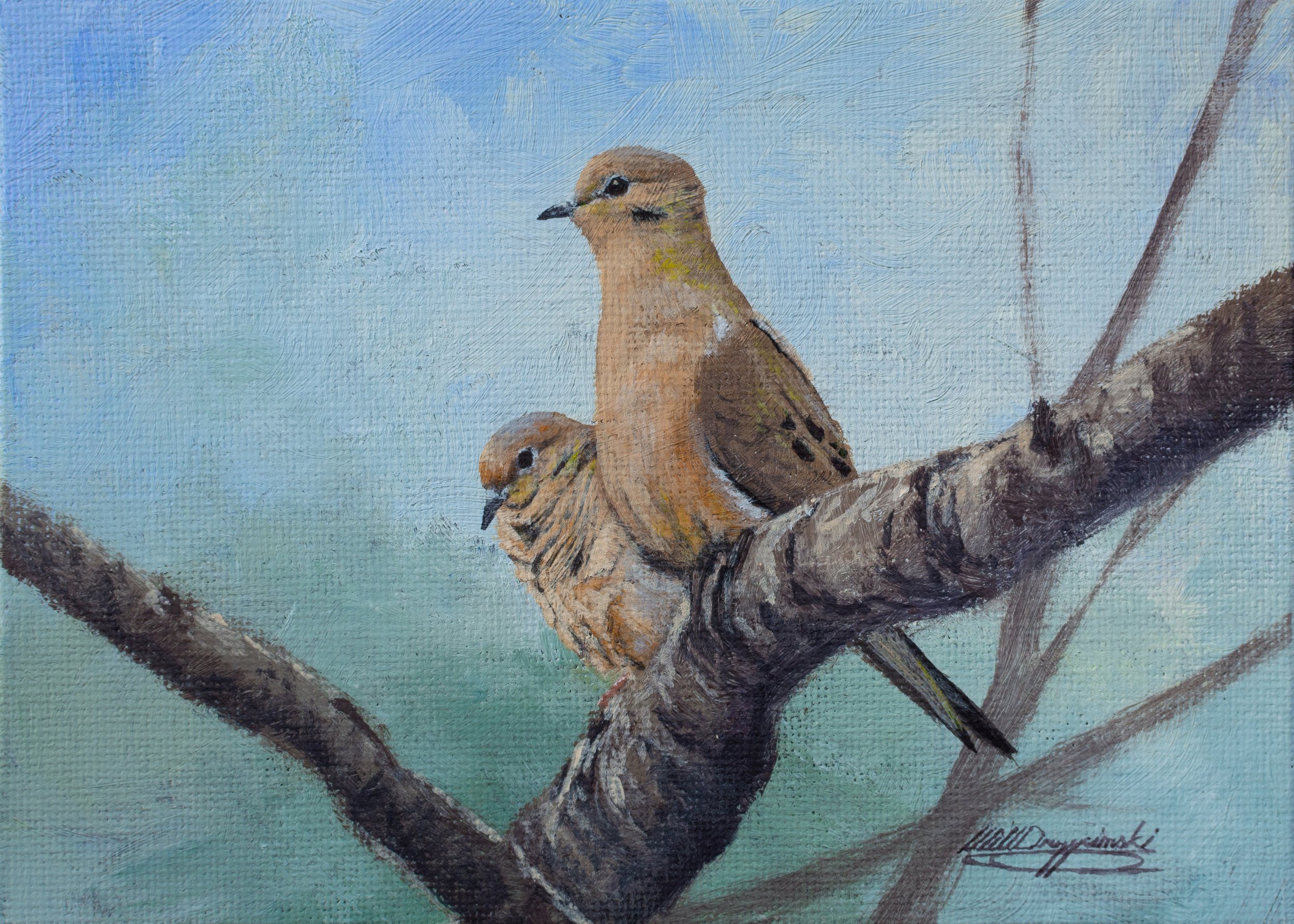 morning doves in tree